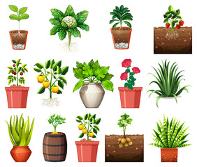 Wall Mural - Set of different plants in pots isolated on white background