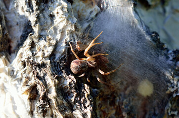 Wall Mural - spider mother protecting eggs behind spider silk on tree surface in summer macri photo