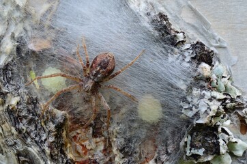 Wall Mural - female spider guarding her eggs on a tree behind silk web