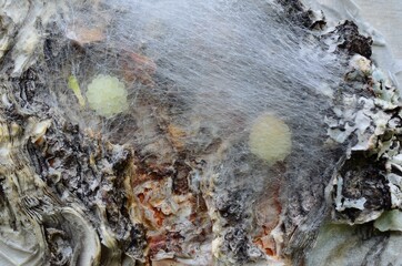 Wall Mural - spider egg cluster behind silk web on a tree
