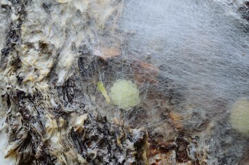 Wall Mural - spider egg cluster behind silk web on a tree