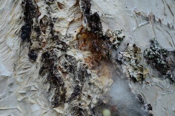 Wall Mural - female spider guarding her eggs on a tree behind silk web