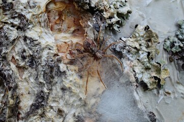 Wall Mural - female spider guarding her eggs on a tree behind silk web