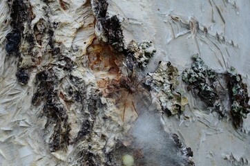 Wall Mural - female spider guarding her eggs on a tree behind silk web