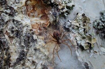 Wall Mural - female spider guarding her eggs on a tree behind silk web
