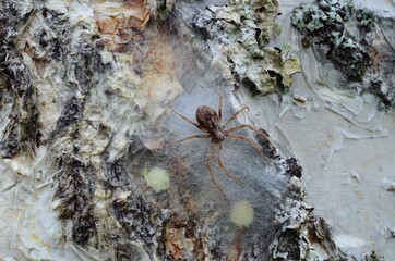 Wall Mural - female spider guarding her eggs on a tree behind silk web