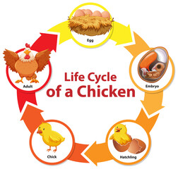 Sticker - Diagram showing life cycle of Chicken