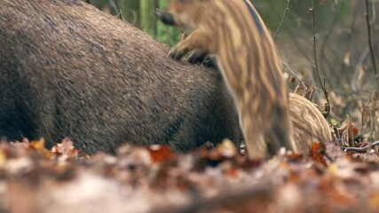 Wall Mural - closeup young wild boars sus scrofa, excited piggy romping together in dark wood. wildlife tranquil 