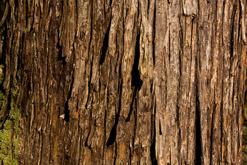 Old rough pine  bark illuminated with a soft natural light.