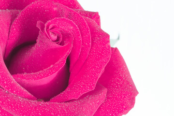 Wall Mural - Pink rose flower isolated on white background.