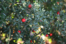 Butcher's Broom Bush With Ripe Red Berries On A Sunny Day. Ruscus Aculeatus Shrub In The Forest 