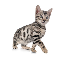 Sticker - bengal kitten in studio