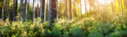 Beautiful view of the forest in early morning.
