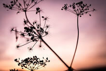 Silhouette Of A Hogweed