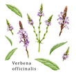 Verbena officinalis herb element organic set. Hand drawn vervain plant collection. Purple natural organic flowers with green leaves. Aromatic medicinal verbena herb set on white background.