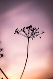 Fototapeta  - silhouette of a hogweed