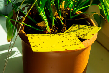 fungus gnat trap - yellow flypaper - pest control