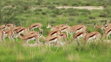 Fast Forward Of A Herd Of Springboks Moving Through The Green Landscape Of The Kgalagadi Transfrontier Park.