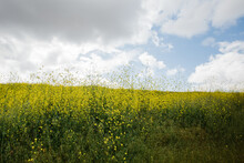 Yellow Field Of Black Mustard Wildflowers (Brassica Nigra)