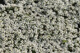 Fototapeta Desenie - lichen on stone