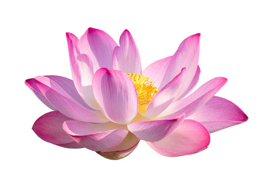 lotus pink isolate white flowers bloom