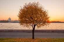 Autumn Tree At Sunset In The Neva River Embankment 