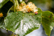 Ladybug Creeps On A Leaf Of A Linden Tree