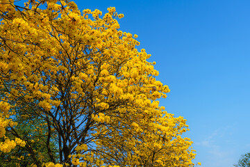 beautiful blooming yellow golden tabebuia chrysotricha flowers with the park in spring day at blue s