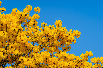 Beautiful blooming Yellow Golden Tabebuia Chrysotricha flowers with the park in spring day at blue sky background in Thailand.