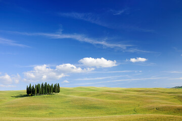 Wall Mural - Idyllic view, Italian beautiful landscape, group of cypresses among green fields of tuscany