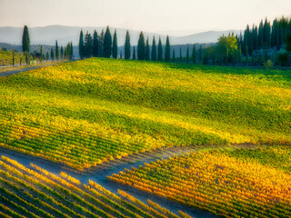 Sticker - Europe, Italy, Chianti. Vineyard in autumn in the Chianti region of Tuscany.