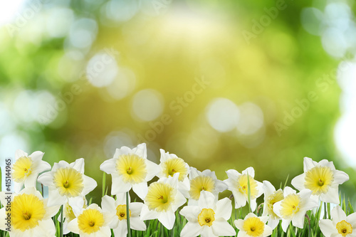 Obraz Dibond Beautiful spring flowers outdoors on sunny day