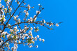 © neirfy - almond tree bloom