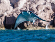 © robertharding - Adult Munk's pygmy devil ray (Mobula munkiana), leaping into the air, Ensenada Grande, Isla Partida, Baja California Sur