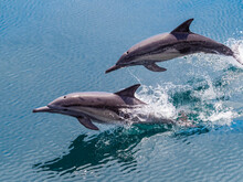 Long-beaked Common Dolphins (Delphinus Capensis), Leaping, Isla San Pedro Esteban, Baja California