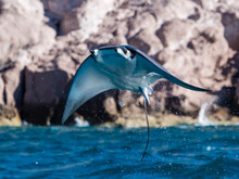 Adult Munk's Pygmy Devil Ray (Mobula Munkiana), Leaping Into The Air, Ensenada Grande, Isla Partida, Baja California Sur