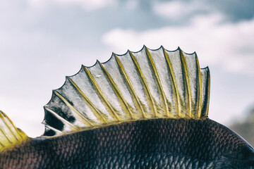 Wall Mural - Dorsal fin of a perch, toned