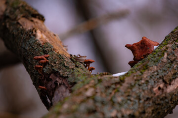 Enokitake or Winter Mushroom (Flammulina velutipes) growing on an old tree stump