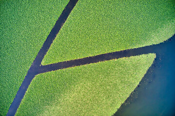 Wall Mural - Italy, Mantua, Mantua Lake aerial view, lotus flowers field