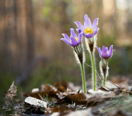 Wall Mural - purple snowdrop first spring flower in the sun