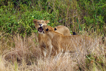 Poster - Young African lions (Panthera leo) playfully fight in the tall yellow grass. Rough game of predators.