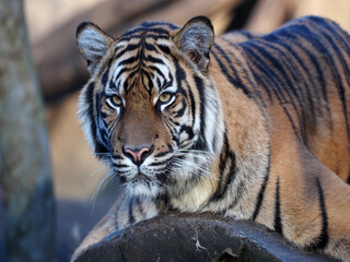 Wall Mural - A large female Sumatran Tiger, Panthera tigris sumatrae, observes the surroundings