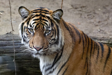 Wall Mural - A large female Sumatran Tiger, Panthera tigris sumatrae, observes the surroundings
