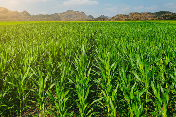 Wall Mural - corn field with sunset at countryside and mountain background