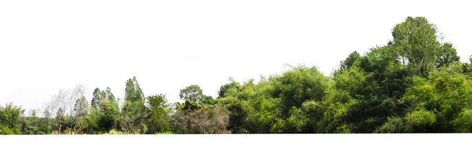 Wall Mural - group green tree isolate on white background