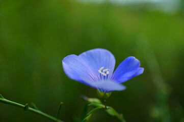 Poster - Blooming blue flax in the field.