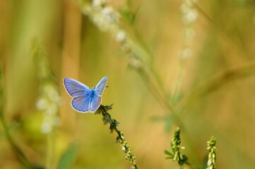 Canvas Print - butterfly on a green grass