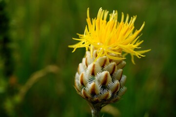 Poster - Yellow thorn in the field.