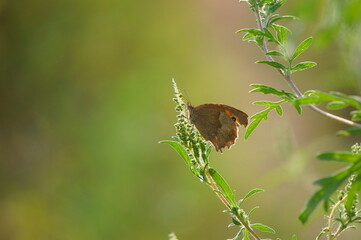 Sticker - butterfly on leaf