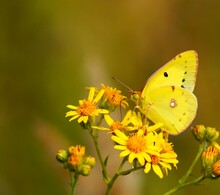 Butterfly On Yellow Flower